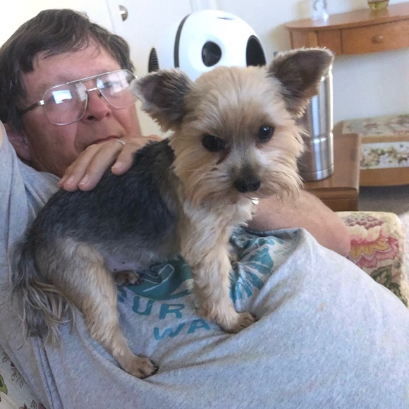 Our Yorkie boys Bentley and Arnold - Picture 7 of 8